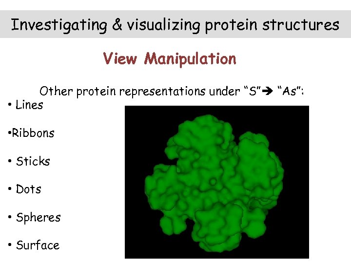 Investigating & visualizing protein structures View Manipulation Other protein representations under “S” “As”: •