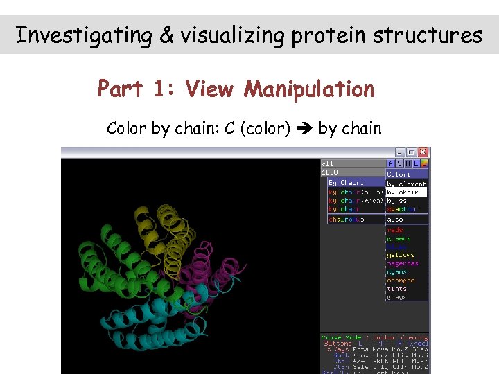 Investigating & visualizing protein structures Part 1: View Manipulation Color by chain: C (color)
