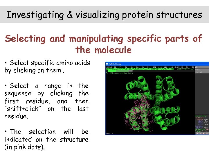 Investigating & visualizing protein structures Selecting and manipulating specific parts of the molecule •
