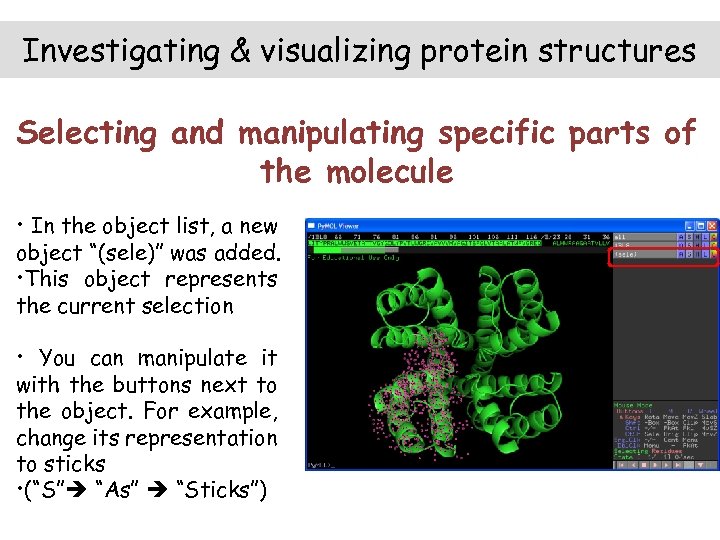 Investigating & visualizing protein structures Selecting and manipulating specific parts of the molecule •