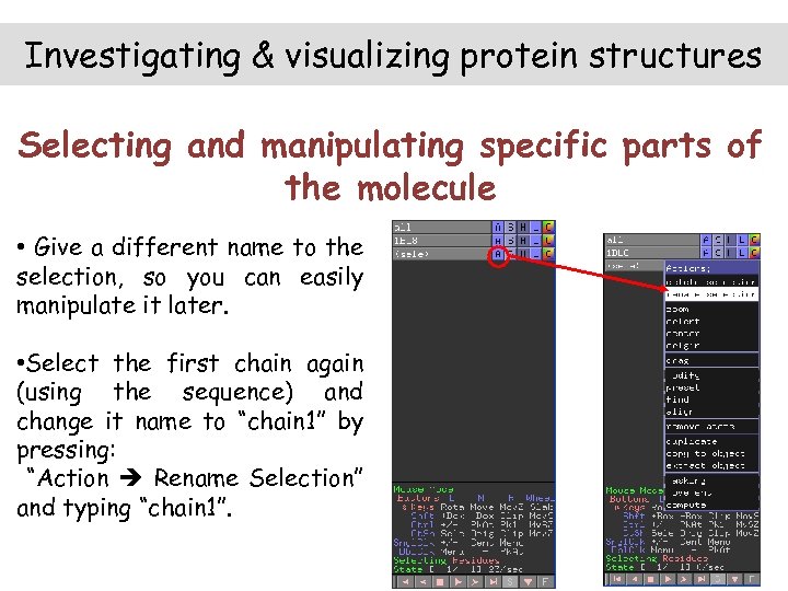 Investigating & visualizing protein structures Selecting and manipulating specific parts of the molecule •