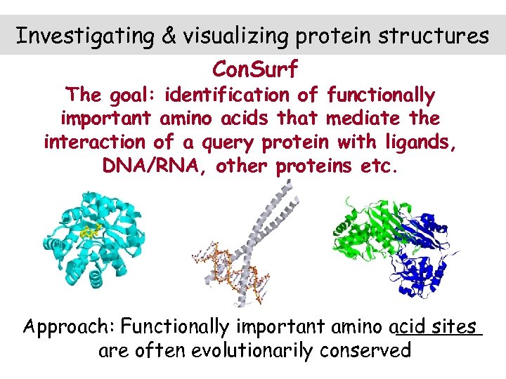 Investigating & visualizing protein structures Con. Surf The goal: identification of functionally important amino