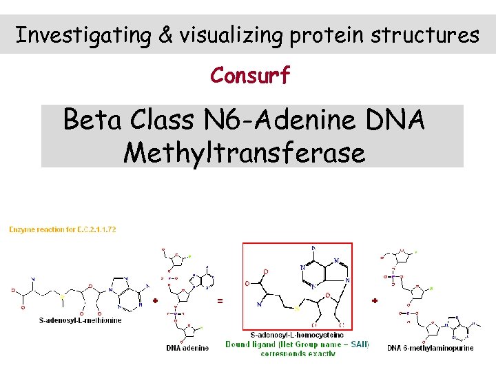 Investigating & visualizing protein structures Consurf Beta Class N 6 -Adenine DNA Methyltransferase 
