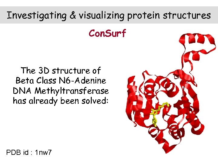 Investigating & visualizing protein structures Con. Surf The 3 D structure of Beta Class