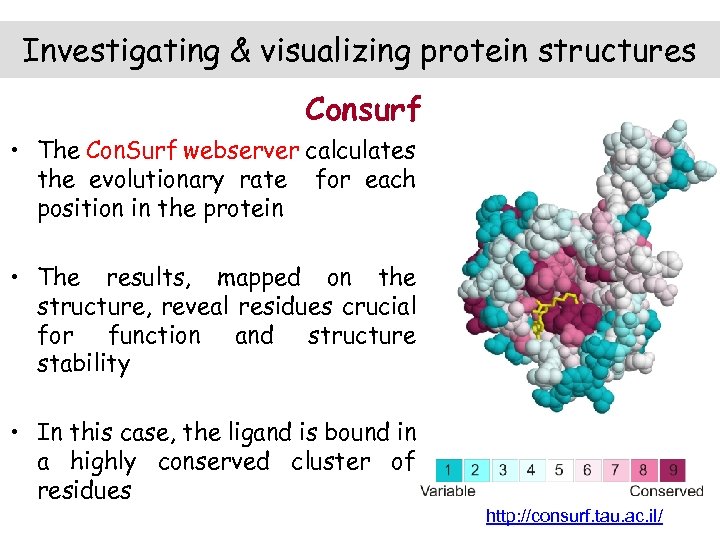 Investigating & visualizing protein structures Consurf • The Con. Surf webserver calculates the evolutionary