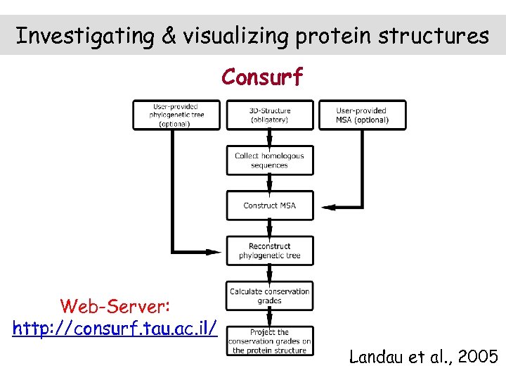 Investigating & visualizing protein structures Consurf Web-Server: http: //consurf. tau. ac. il/ Landau et