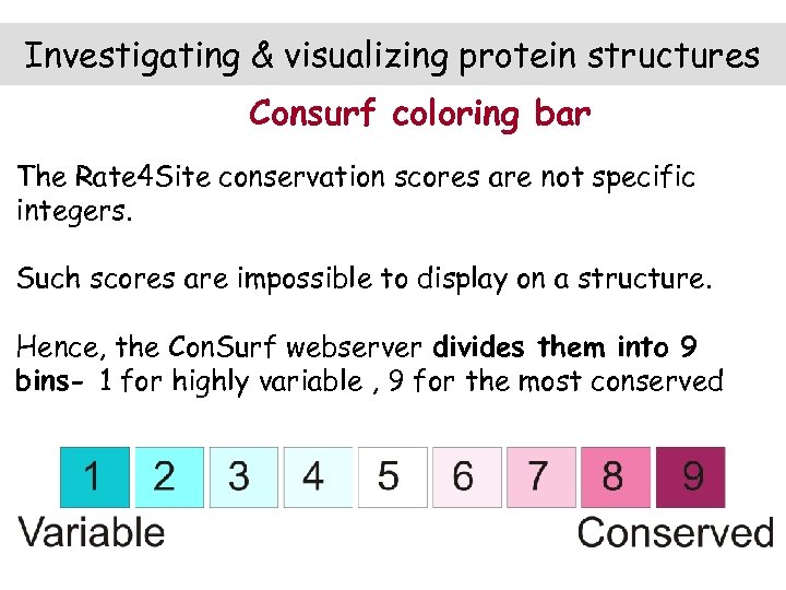Investigating & visualizing protein structures Consurf coloring bar The Rate 4 Site conservation scores