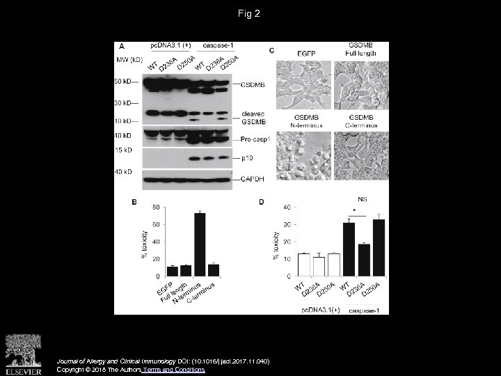 Fig 2 Journal of Allergy and Clinical Immunology DOI: (10. 1016/j. jaci. 2017. 11.