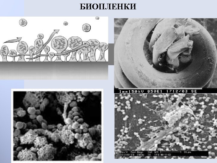 БИОПЛЕНКИ 