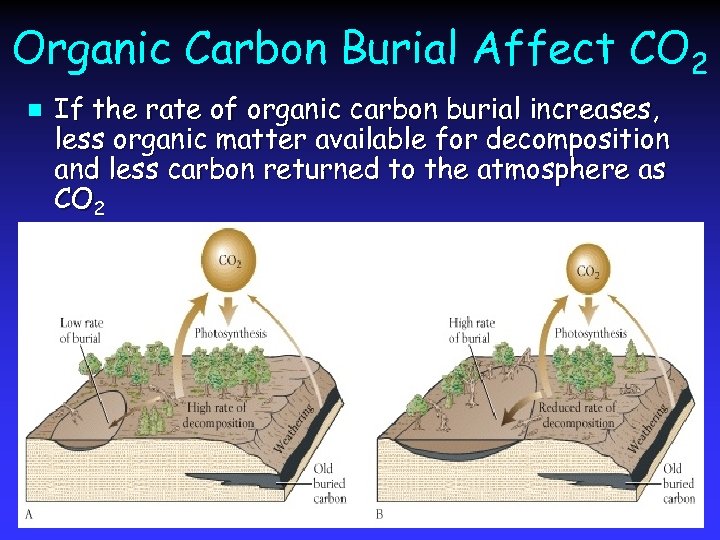 Organic Carbon Burial Affect CO 2 n If the rate of organic carbon burial