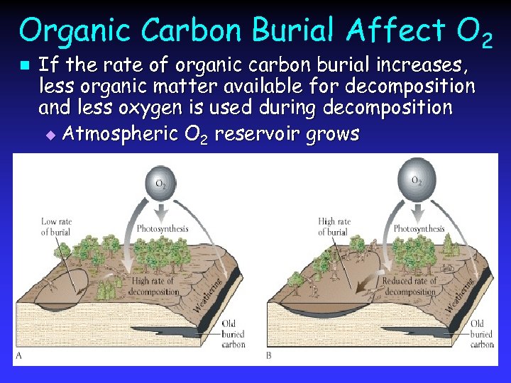 Organic Carbon Burial Affect O 2 n If the rate of organic carbon burial