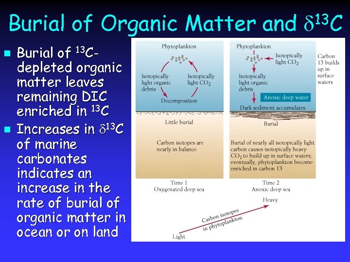 Burial of Organic Matter and d 13 C n n Burial of 13 Cdepleted