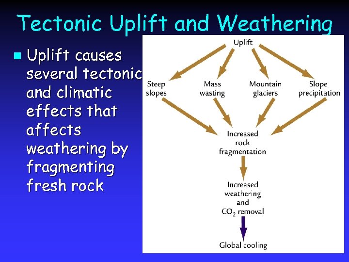 Tectonic Uplift and Weathering n Uplift causes several tectonic and climatic effects that affects