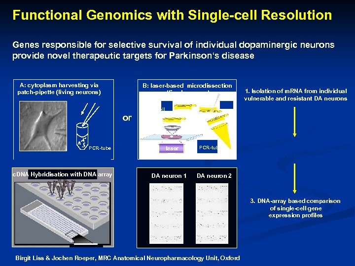 Functional Genomics with Single-cell Resolution Genes responsible for selective survival of individual dopaminergic neurons