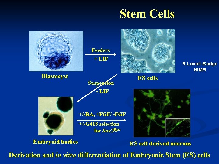 Stem Cells Feeders + LIF Blastocyst Suspension R Lovell-Badge NIMR ES cells - LIF