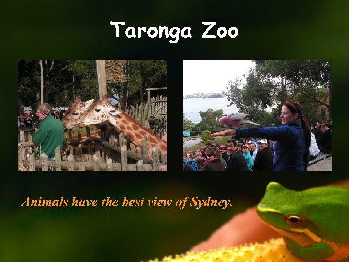 Taronga Zoo Animals have the best view of Sydney. 