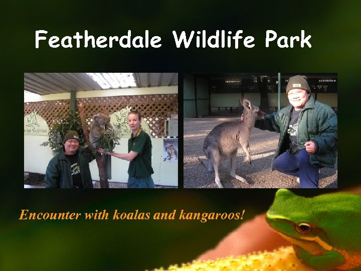 Featherdale Wildlife Park Encounter with koalas and kangaroos! 