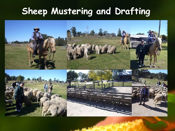 Sheep Mustering and Drafting 
