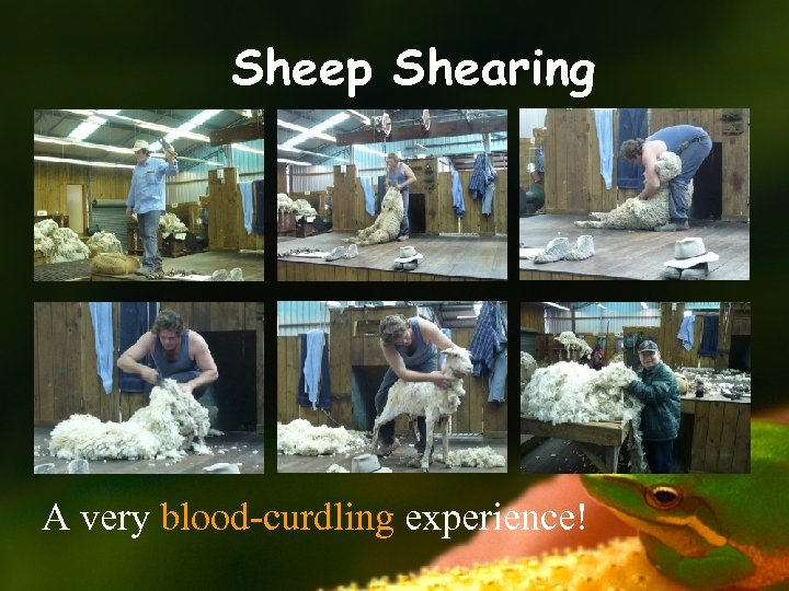 Sheep Shearing A very blood-curdling experience! 