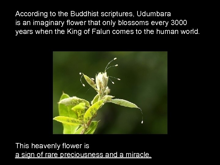 According to the Buddhist scriptures, Udumbara is an imaginary flower that only blossoms every