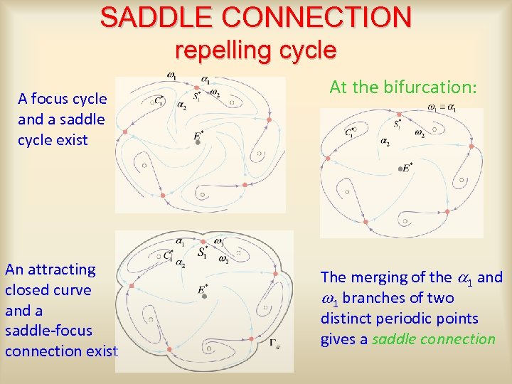 SADDLE CONNECTION repelling cycle A focus cycle and a saddle cycle exist An attracting