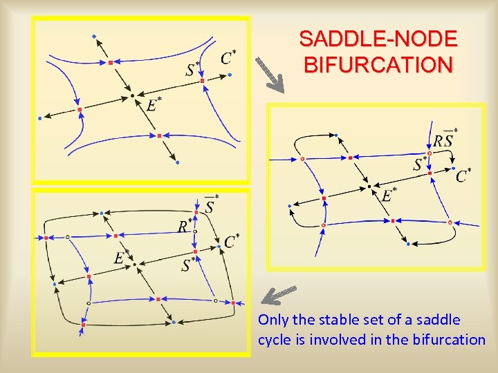 SADDLE-NODE BIFURCATION Only the stable set of a saddle cycle is involved in the
