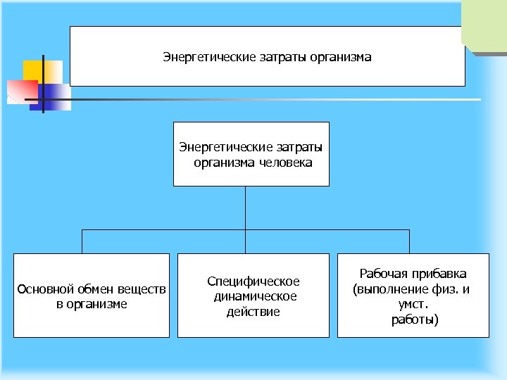 Энергетические затраты организма человека Основной обмен веществ в организме Специфическое динамическое действие Рабочая прибавка