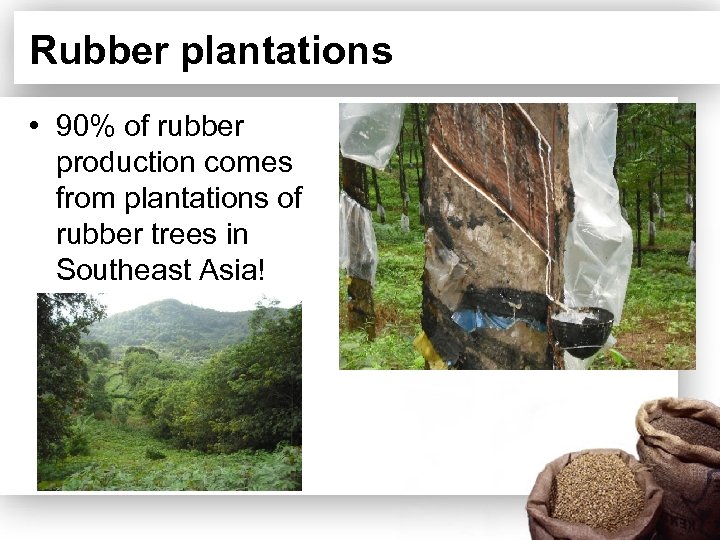 Rubber plantations • 90% of rubber production comes from plantations of rubber trees in