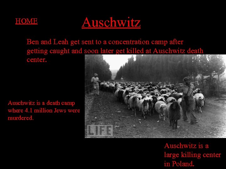 HOME Auschwitz Ben and Leah get sent to a concentration camp after getting caught