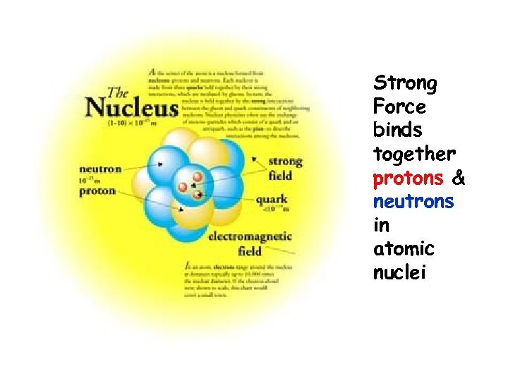 Strong Force binds together protons & neutrons in atomic nuclei 