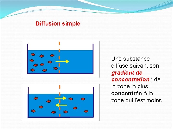 Diffusion simple Une substance diffuse suivant son gradient de concentration : de la zone
