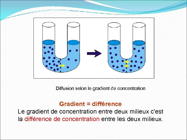 Diffusion selon le gradient de concentration Gradient = différence Le gradient de concentration entre