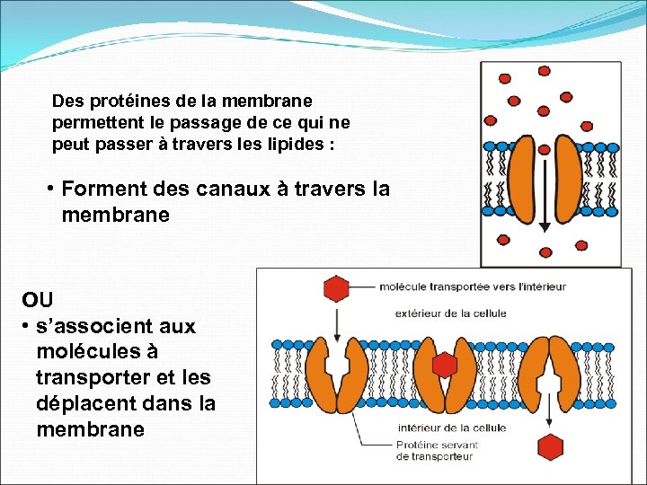 Des protéines de la membrane permettent le passage de ce qui ne peut passer