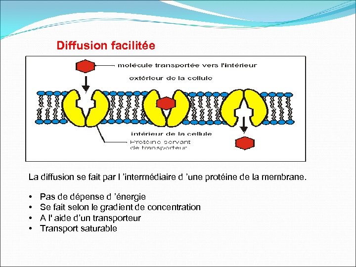 Diffusion facilitée La diffusion se fait par l ’intermédiaire d ’une protéine de la