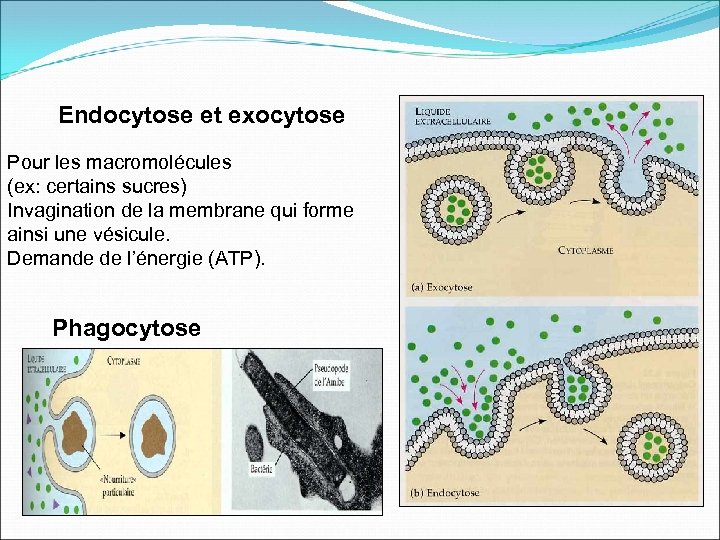 Endocytose et exocytose Pour les macromolécules (ex: certains sucres) Invagination de la membrane qui