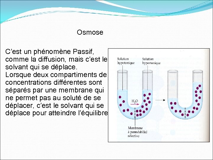 Osmose C’est un phénomène Passif, comme la diffusion, mais c’est le solvant qui se