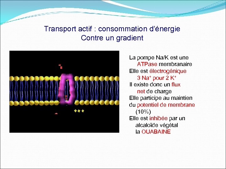 Transport actif : consommation d’énergie Contre un gradient La pompe Na/K est une ATPase