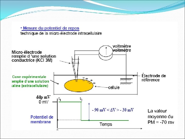 La valeur moyenne du PM = -70 mv 