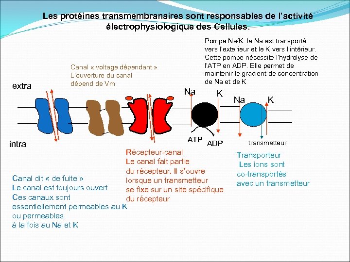 Les protéines transmembranaires sont responsables de l’activité électrophysiologique des Cellules. extra intra Canal «