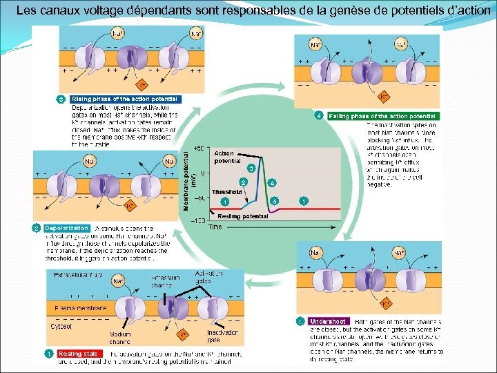 Les canaux voltage dépendants sont responsables de la genèse de potentiels d’action 