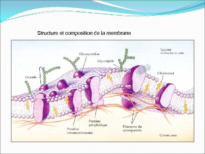 Structure et composition de la membrane 