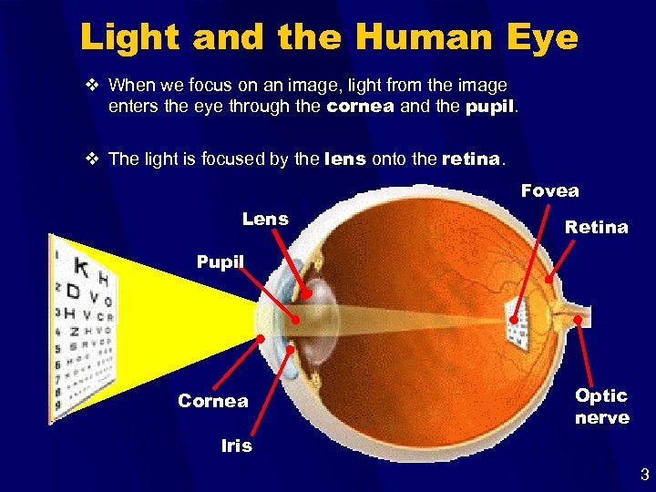 Light and the Human Eye v When we focus on an image, light from