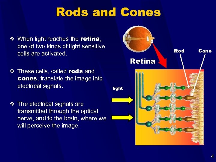 Rods and Cones v When light reaches the retina, one of two kinds of