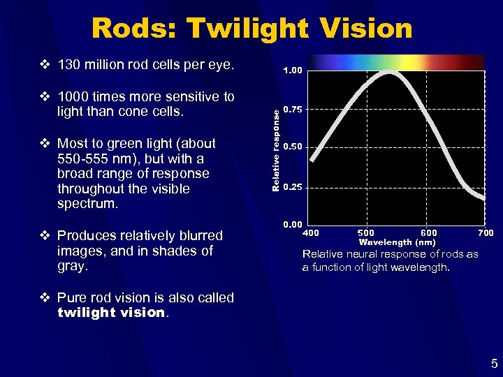 Rods: Twilight Vision v 130 million rod cells per eye. v Most to green