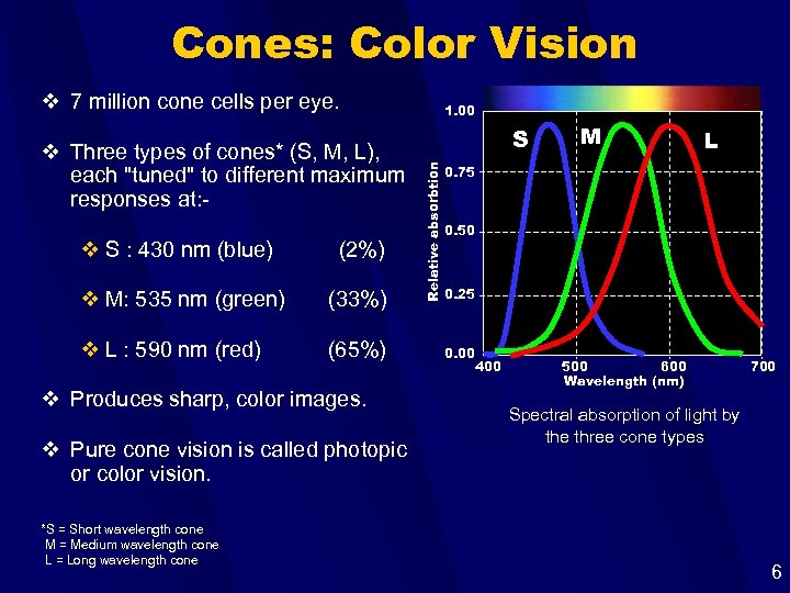 Cones: Color Vision v 7 million cone cells per eye. v S : 430