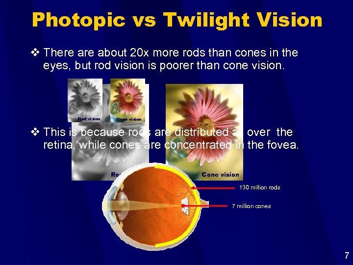 Photopic vs Twilight Vision v There about 20 x more rods than cones in