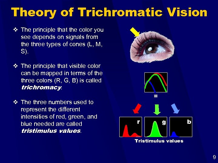 Theory of Trichromatic Vision v The principle that the color you see depends on