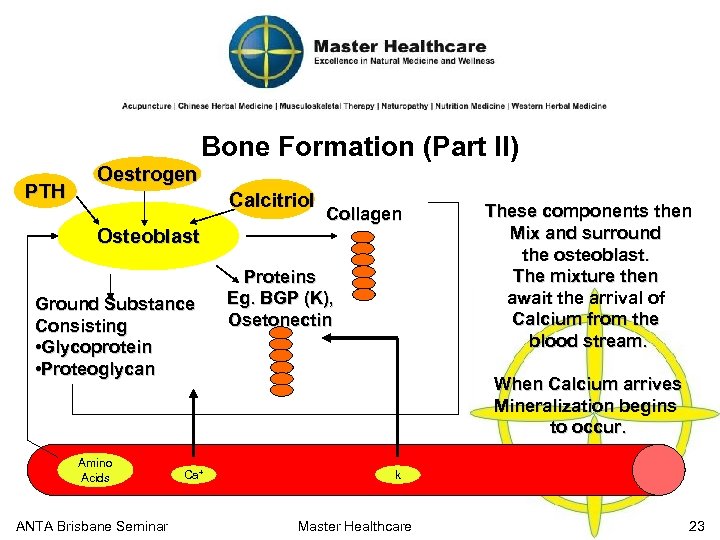 Bone Formation (Part II) PTH Oestrogen Calcitriol Collagen Osteoblast Ground Substance Consisting • Glycoprotein