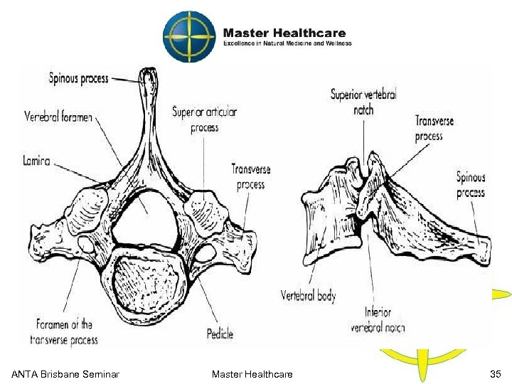 Cervical Spine Anatomy Vertebra ANTA Brisbane Seminar Master Healthcare 35 