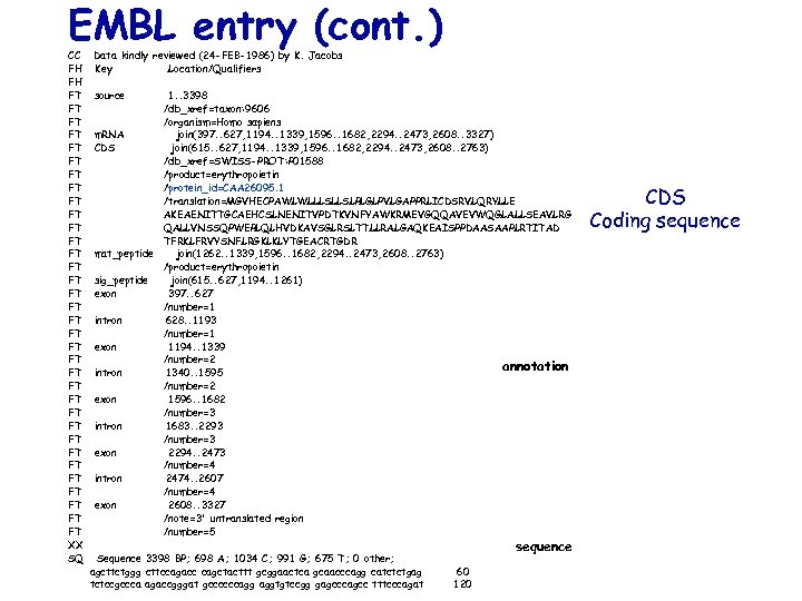 EMBL entry (cont. ) CC Data kindly reviewed (24 -FEB-1986) by K. Jacobs FH